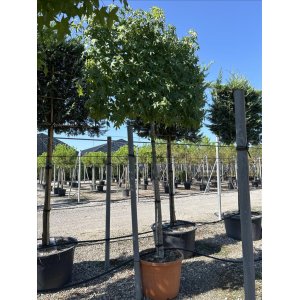 Ambrovník styraxový (Liquidambar Styraciflua) - obvod kmeňa 16/18 cm, kont. C110L -  ŠPALIÉRA
